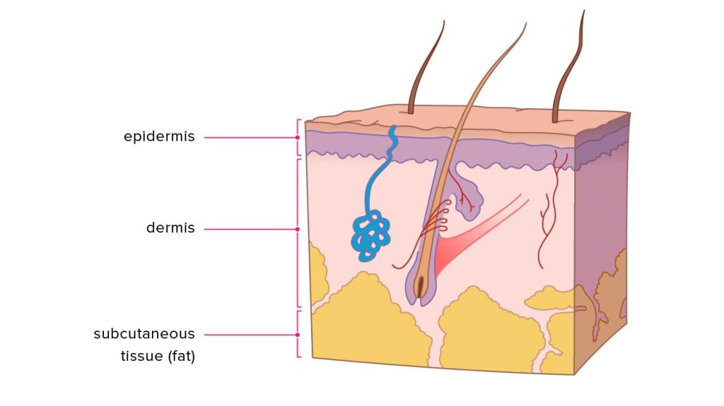 ساختار یا آناتومی پوست انسان