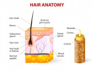 ساختار و آناتومی موی انسان